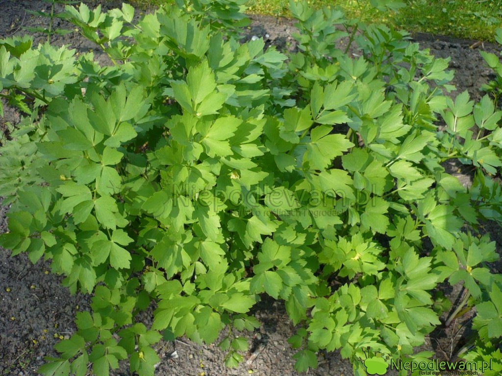 Lubczyk ogrodowy to aromatyczna przyprawa. Fot. Niepodlewam, zioło, afrodyzjak.