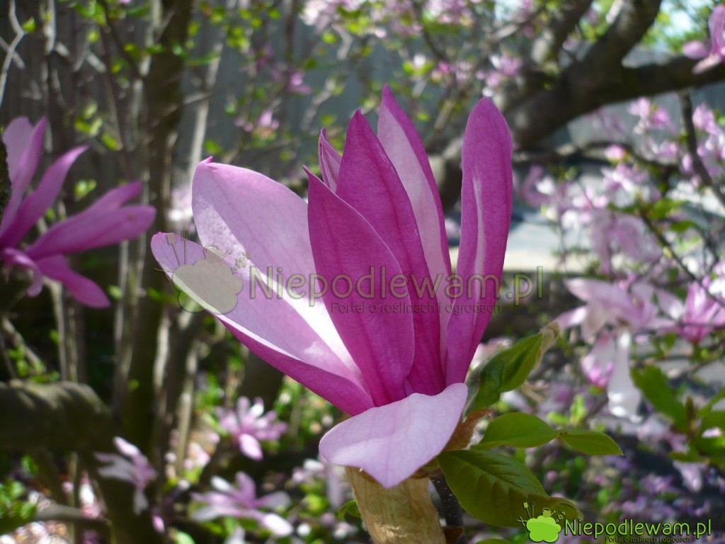 Magnolia Susan ma kwiaty ciemniejsze na zewnątrz i jaśniejsze wewnątrz. Fot. Niepodlewam