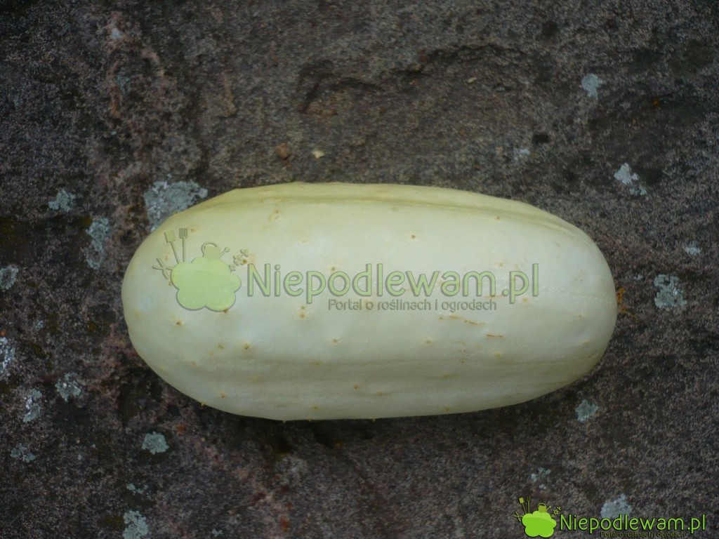 Biały ogórek White Wonder. Fot. Niepodlewam