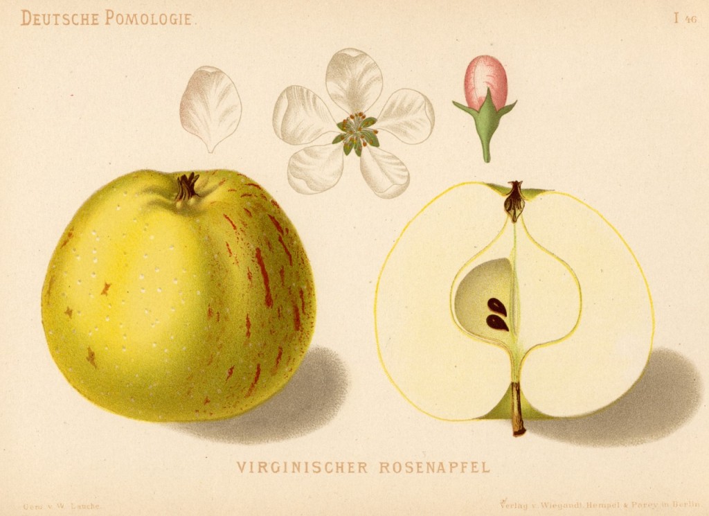 Jabłoń Różanka Wirginijska - rysunek z książki „Deutsche Pomologie” Wilhelma Lauche z 1882-1883, ze zborów biblioteki Wageningen UR.