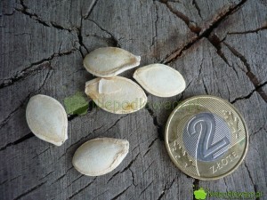 Nasiona cukinii są duże. Fot. Niepodlewam