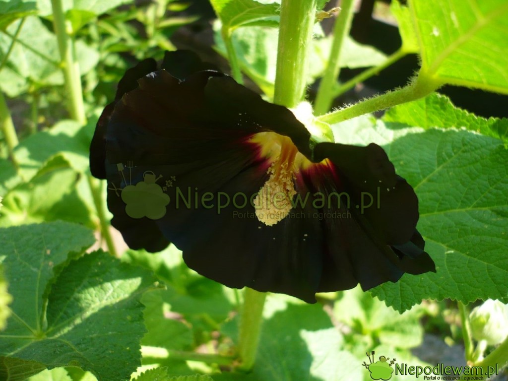 Malwa czarna Nigra. Fot. Niepodlewam