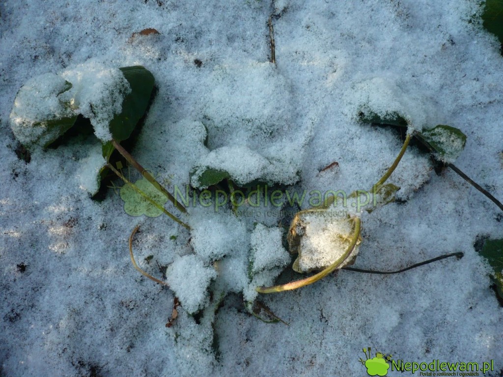Młode malwy tracą liście na zimę. Są odporne na mróz. Fot. Niepodlewam