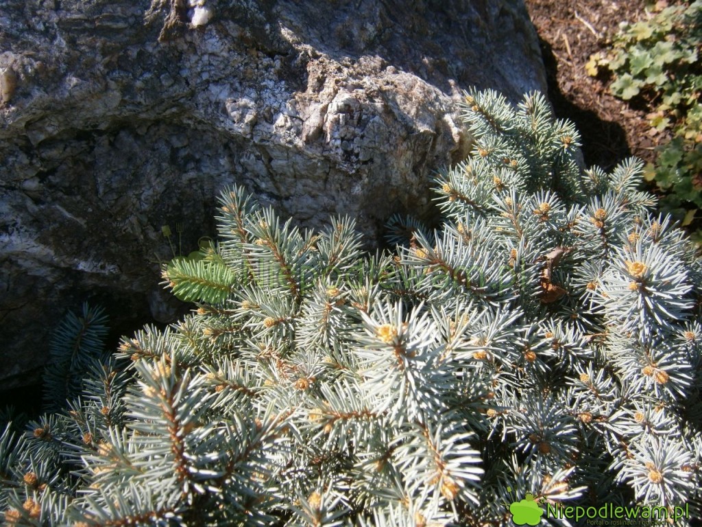 Igły świerka St. Mary`s Broom we wrześniu (IX). Fot. Niepodlewam