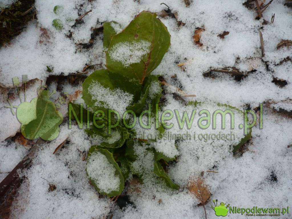 Endywia pod śniegiem. Fot. Niepodlewam