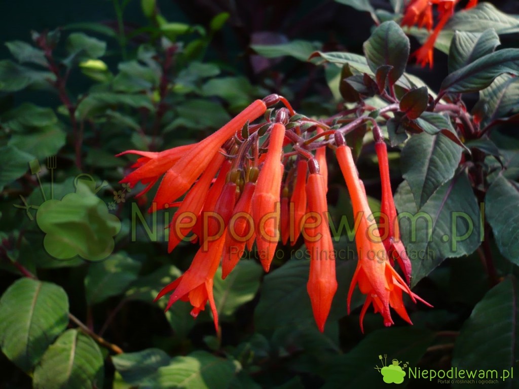 Fuksja Tassel Dark Salmon. Fot. Niepodlewam