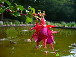 Lato fuksja powinna spędzać na świeżym powietrzu. Fot. Niepodlewam