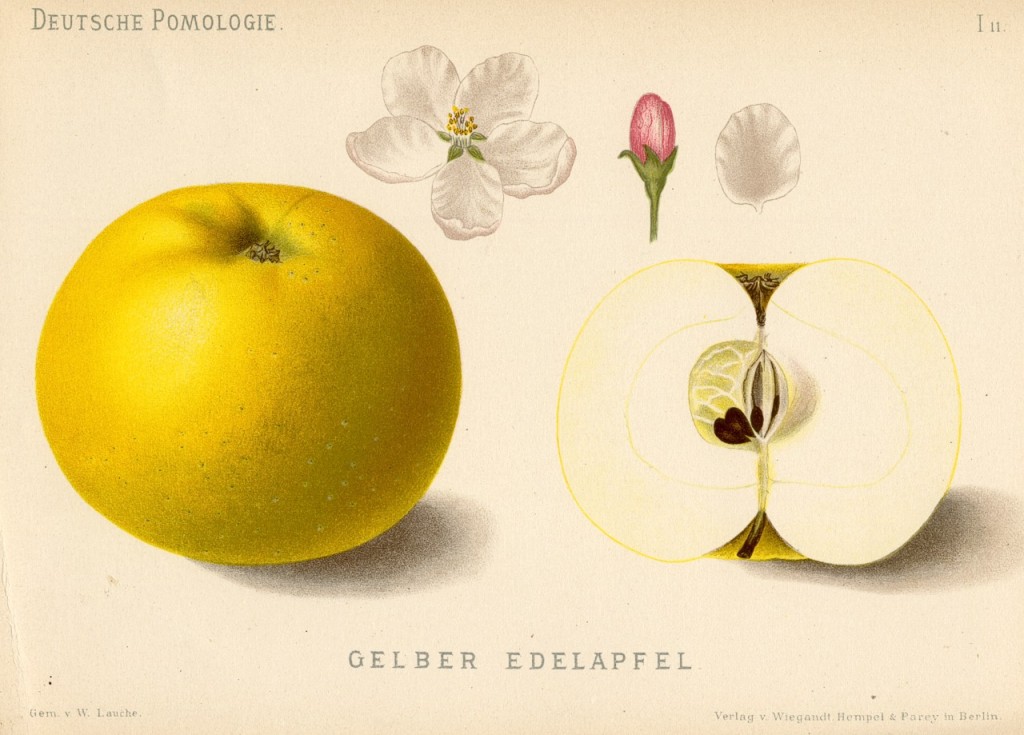Jabłoń Golden Noble rysunek z książki „Deutsche Pomologie” Wilhelma Lauche z 1882-1883, ze zborów biblioteki Wageningen UR. W Polsce kest znana także jako