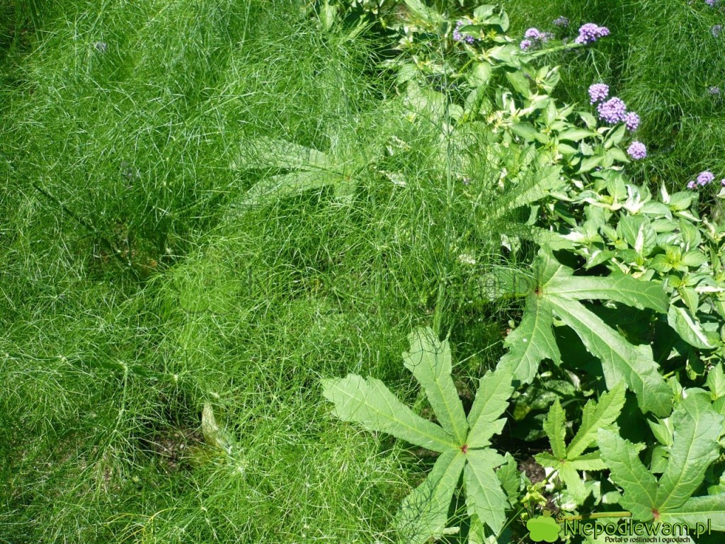 Koper włoski ma pierzaste liście. Zwykle są zielone, ale są też odmiany brązowozielone. Koper ogrodowy i okra to dobre towarzystwo na zagonie. Fot. Niepodlewam