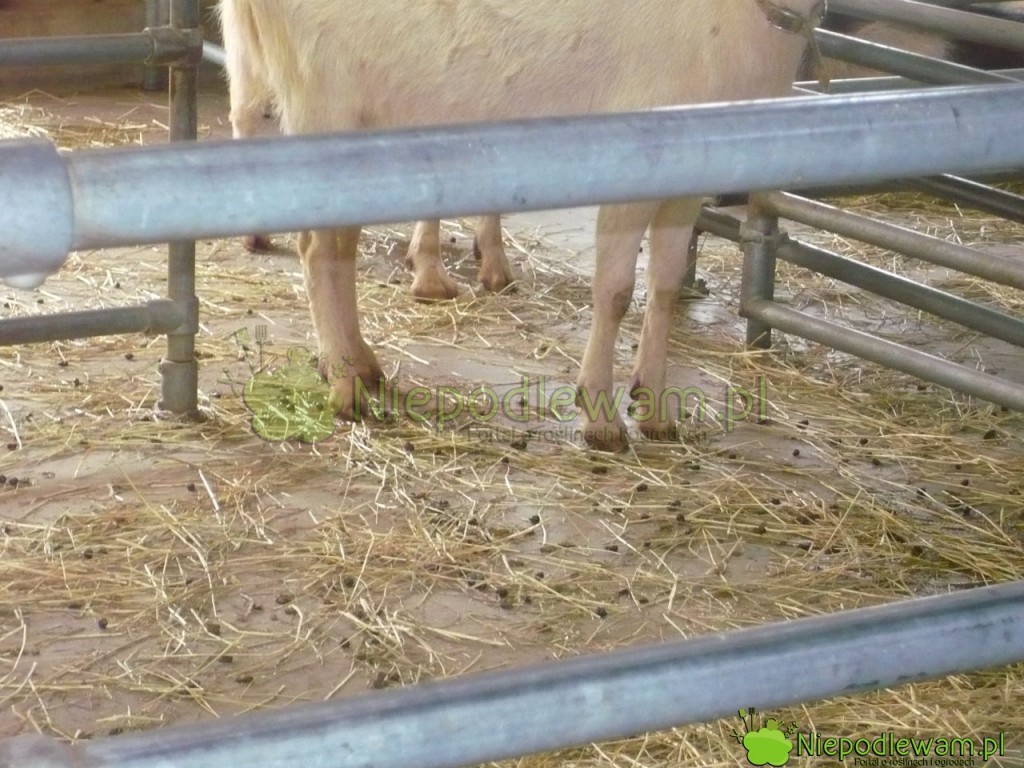 Nawóz kozi ze ściółką wzbogaca ziemię także w próchnicę. Fot. Niepodlewam