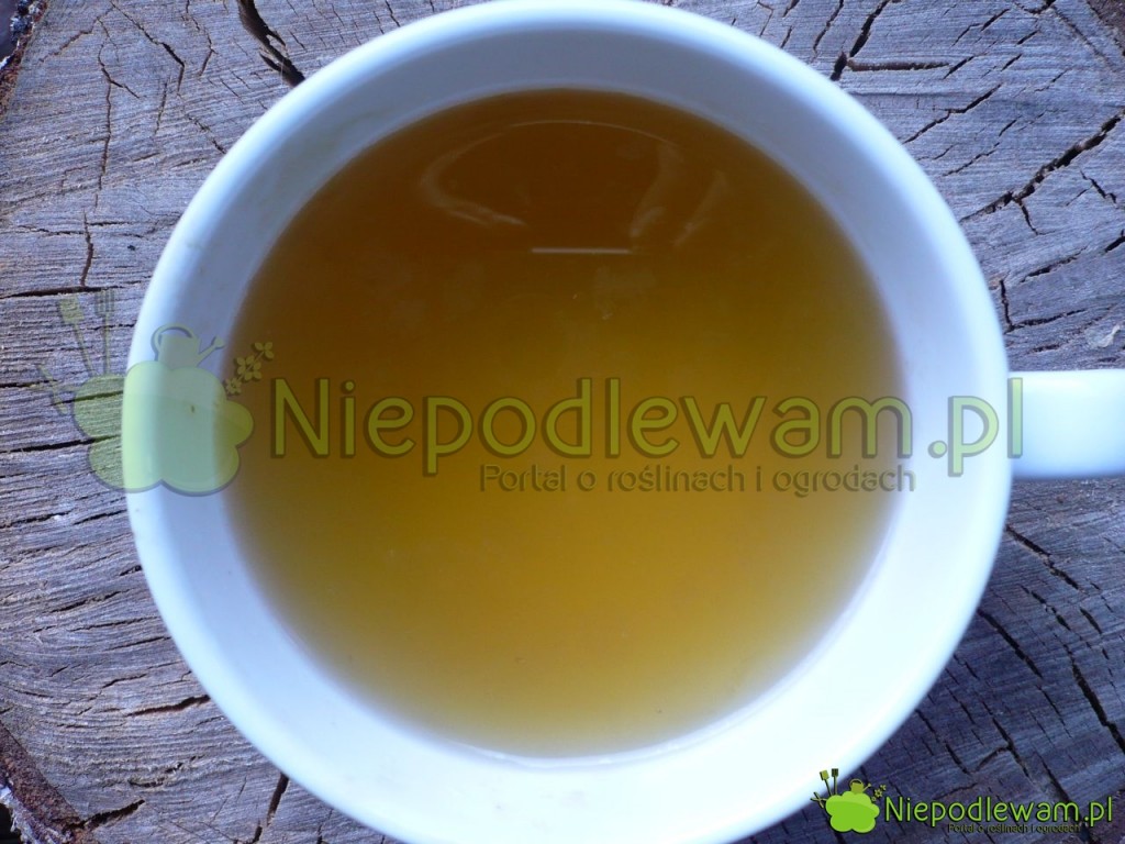 Gotowy wywar z krwawnika. Fot. Niepodlewam