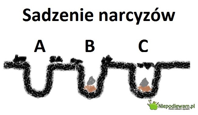 Sadzenie narcyzów: A – wykopać dołek o głębokości 3-krotnej wysokości cebulki. Na dno można nasypać lepszej ziemi. B – położyć cebulkę piętką do dołu. C – zaspać dołek. Wierzch dobrze posypać ściółką, np. korą.