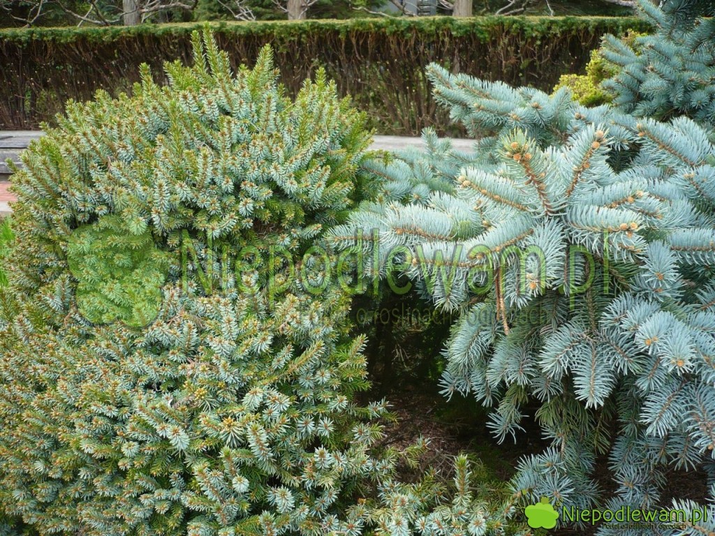 Porównanie koloru igieł: świerk kłujący Glauca Prostrata (po prawej stronie) oraz świerk serbski Nana (po lewej). Fot. Niepodlewam