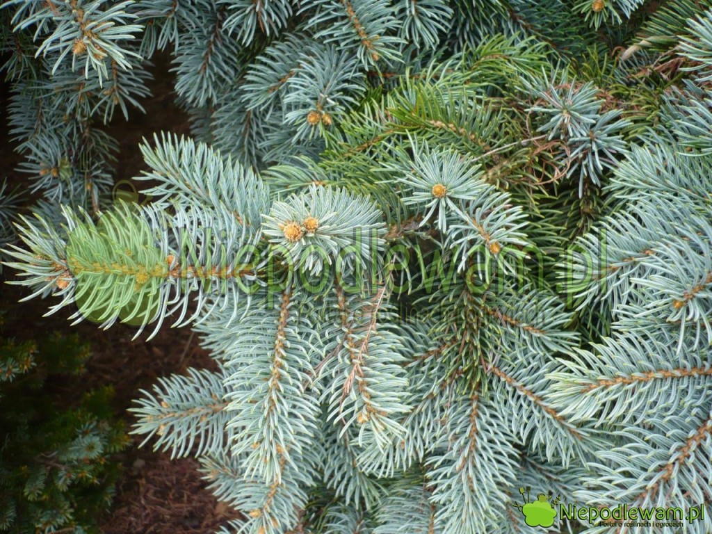 Igły świerka kłującego Glauca Prostrata w wybarwieniu zimowym (bardziej zielone) i wiosennym (srebrne). Fot. Niepodlewam
