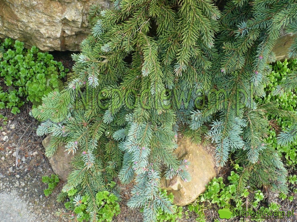 Świerk kłujące Glauca Prostrata mają zwieszające się dolne gałęzie, przypominające spódnice. Fot. Niepodlewam