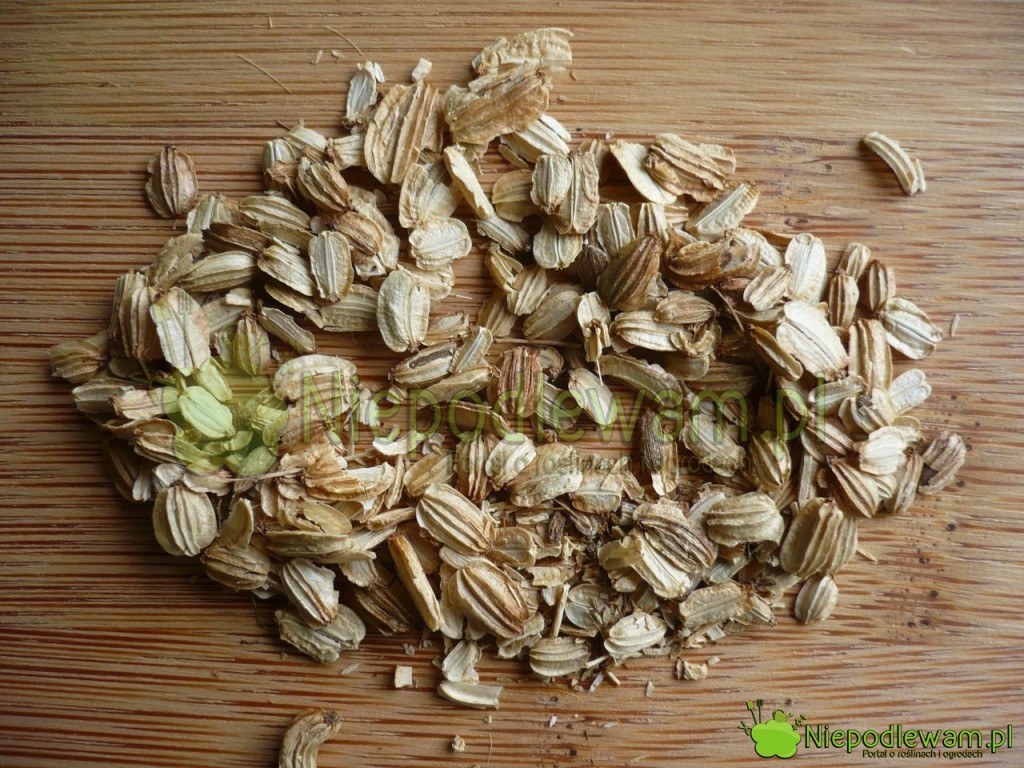 Nasiona arcydzięgla są duże. Fot. Niepodlewam