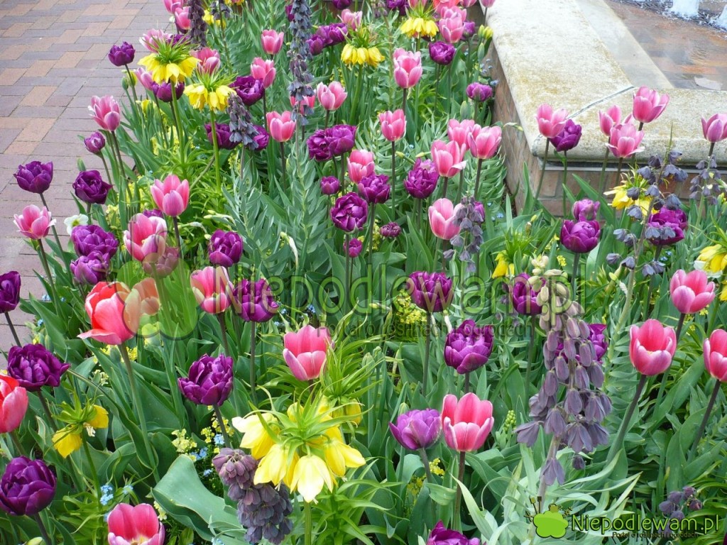 Tulipany Double Negrita (fioletowe) z tulipanami Design Impression (czerwone) oraz szachownica cesarska i szachownica perska. Fot. Niepodlewam