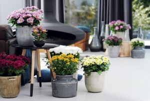 Chryzantemy doniczkowe po przekwitnięciu można spróbować przezimować w gruncie lub chłodnym pomieszczeniu. Fot. Flower Council of Holland/thejoyofplants.co.uk