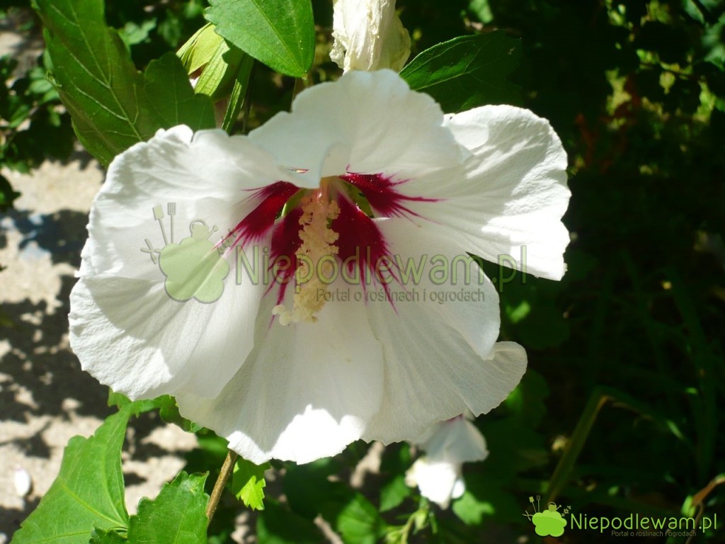 Ketmia syryjska znana jest pod wieloma nazwami, m.in. hibiskus ogrodowy. Fot. Niepodlewam
