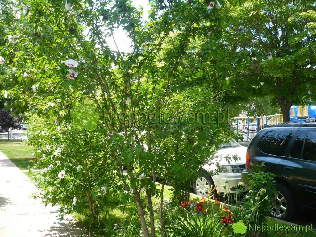 Hibiskusy ogrodowe dobrze rosną nawet przy ruchliwych ulicach. Fot. Niepodlewam