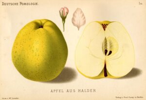 Jabłoń Halderskie – rysunek z książki „Deutsche Pomologie” Wilhelma Lauche z 1882-1883, ze zborów biblioteki Wageningen UR.
