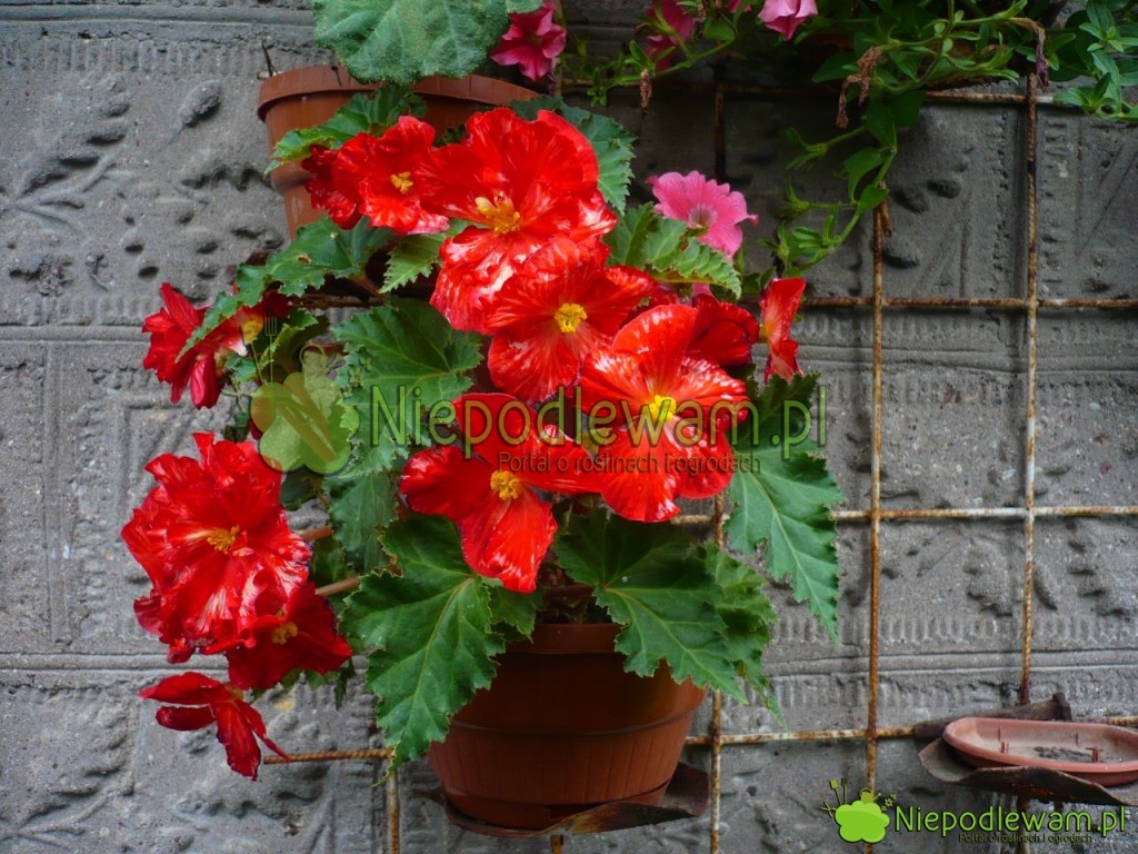 Begonia. Fot. Niepodlewam