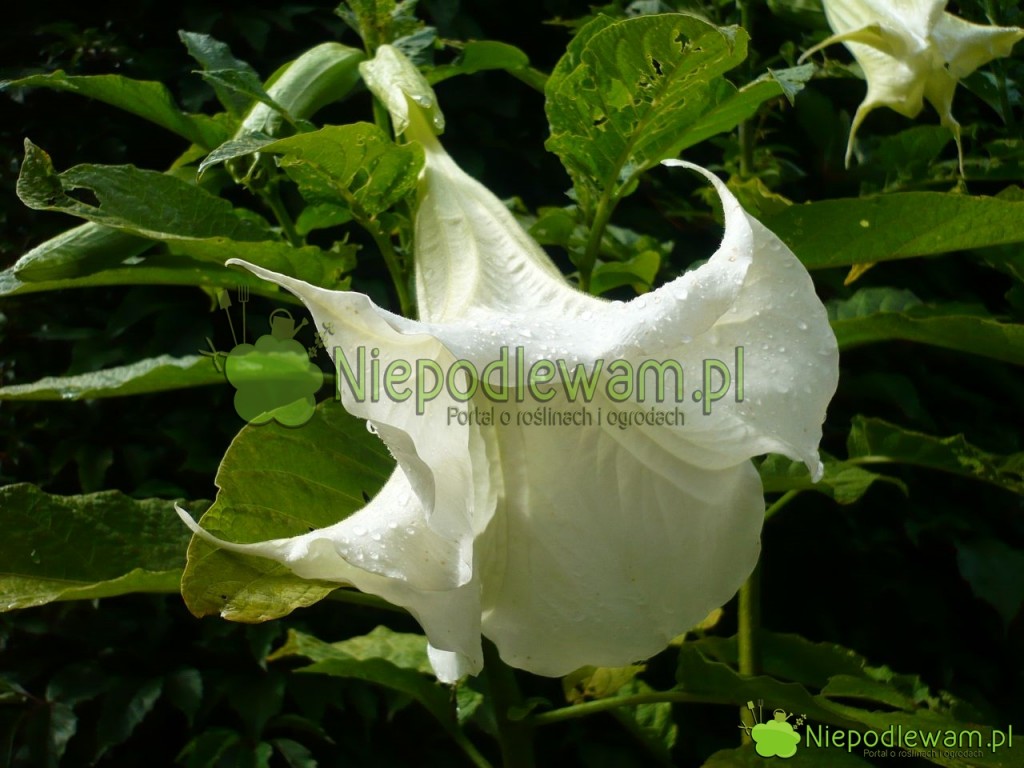 Datura. Fot. Niepodlewam