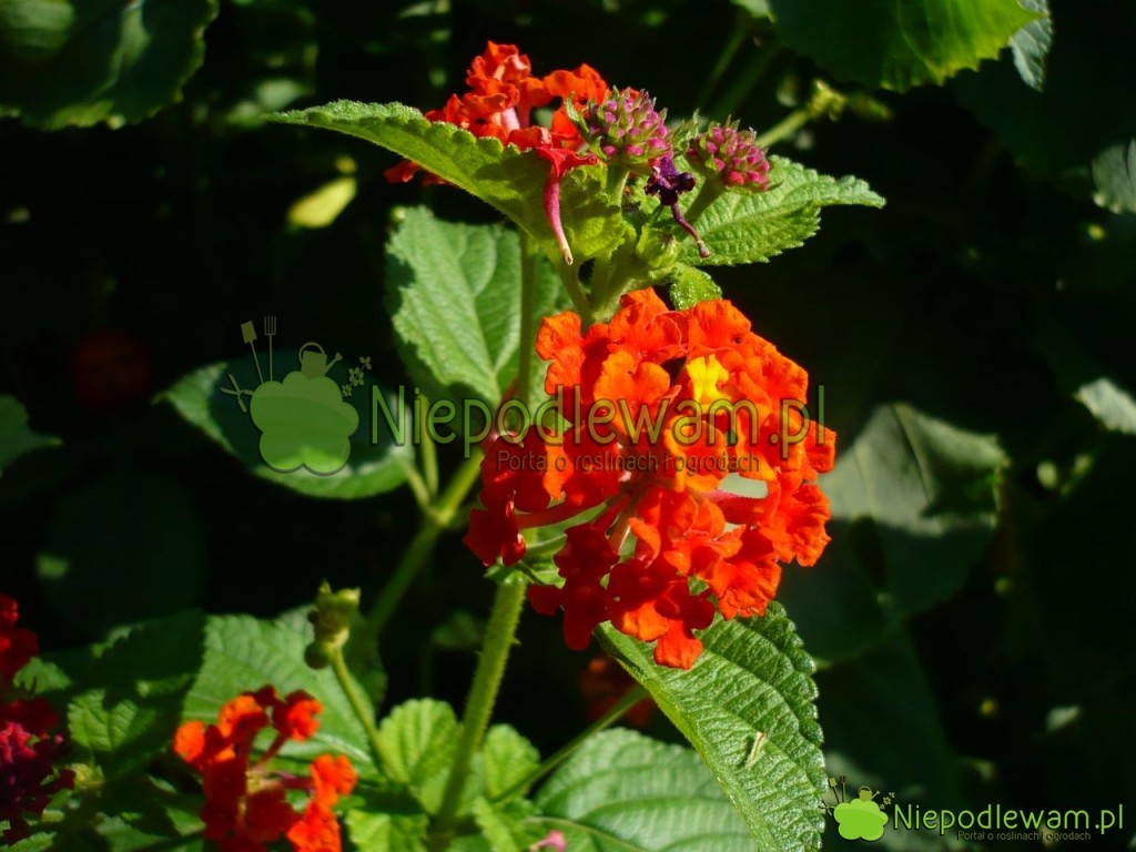 Lantana. Fot. Niepodlewam