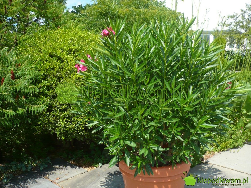 Oleander. Fot. Niepodlewam