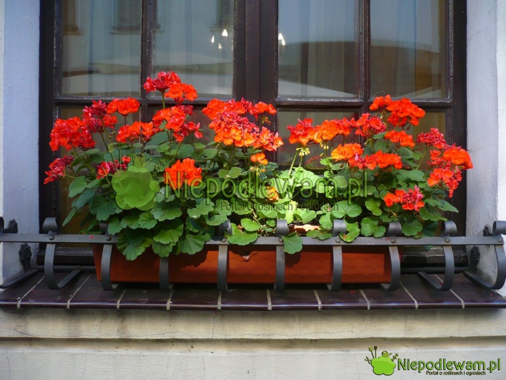 Pelargonia. Fot. Niepodlewam