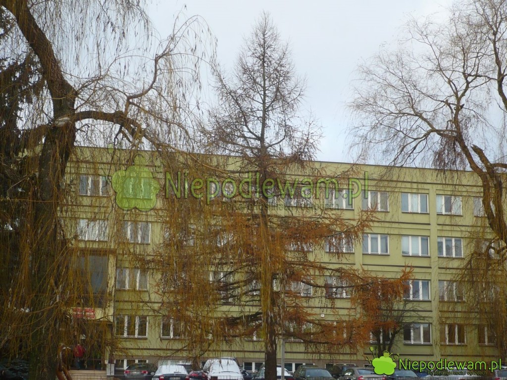Modrzew europejski zrzuca na zimę igły. Bardzo dobrze znosi mróz. Fot. Niepodlewam