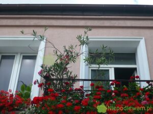 Zimowanie kwiatów balkonowych na zewnątrz, takich jak np. oleander czy pelargonia, jest w polskim klimacie niemożliwe. Trzeba jest przechować przez zimę w pomieszczeniach. Fot. Niepodlewam