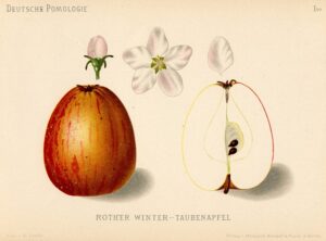 Jabłoń Gołąbek Czerwony – rysunek z książki „Deutsche Pomologie” Wilhelma Lauche z 1882-1883, ze zborów biblioteki Wageningen UR.