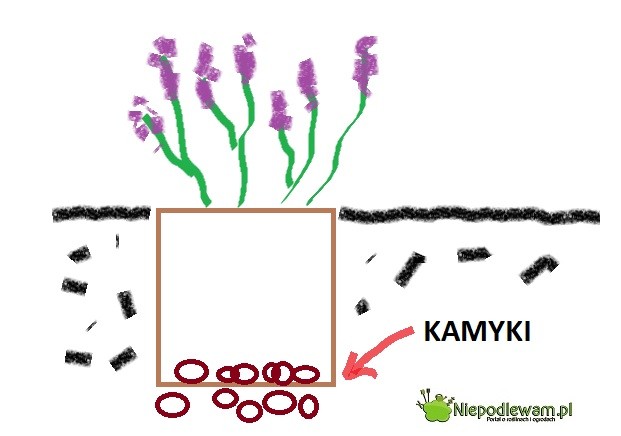Lawenda doniczkowa posadzona z pojemnikiem. Rys. Niepodlewam