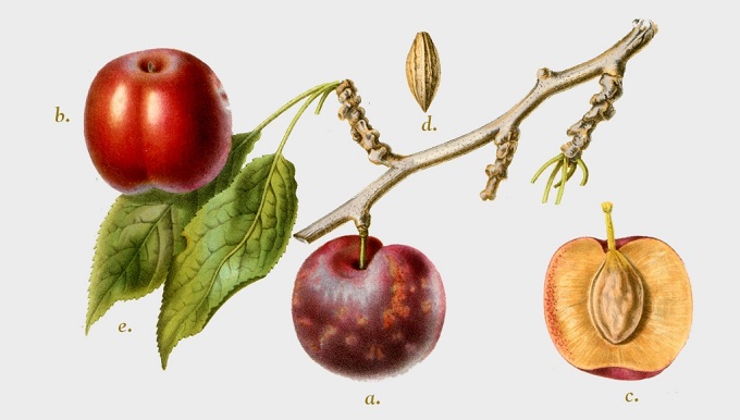 Śliwa Jerozolimka – rysunek z książki „Holenderski sad”, Groningen, J.B. Wolters z 1868 roku, ze zborów biblioteki Wageningen UR. Znana jest także w Polsce jako śliwa Brzoskwiniowa i Nektaryna Czerwona.