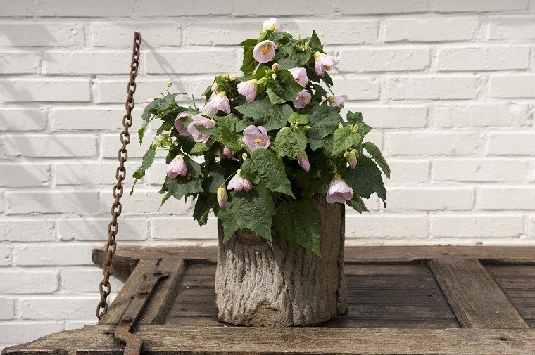 Abutilon jest znany też jako klonik pokojowy. Fot. Flower Council of Holland/thejoyofplants.co.uk