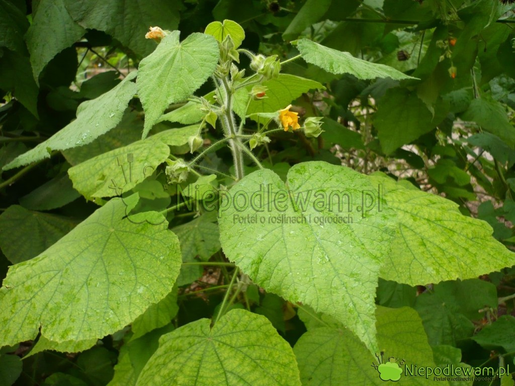 Liście abutilonu. Fot. Niepodlewam