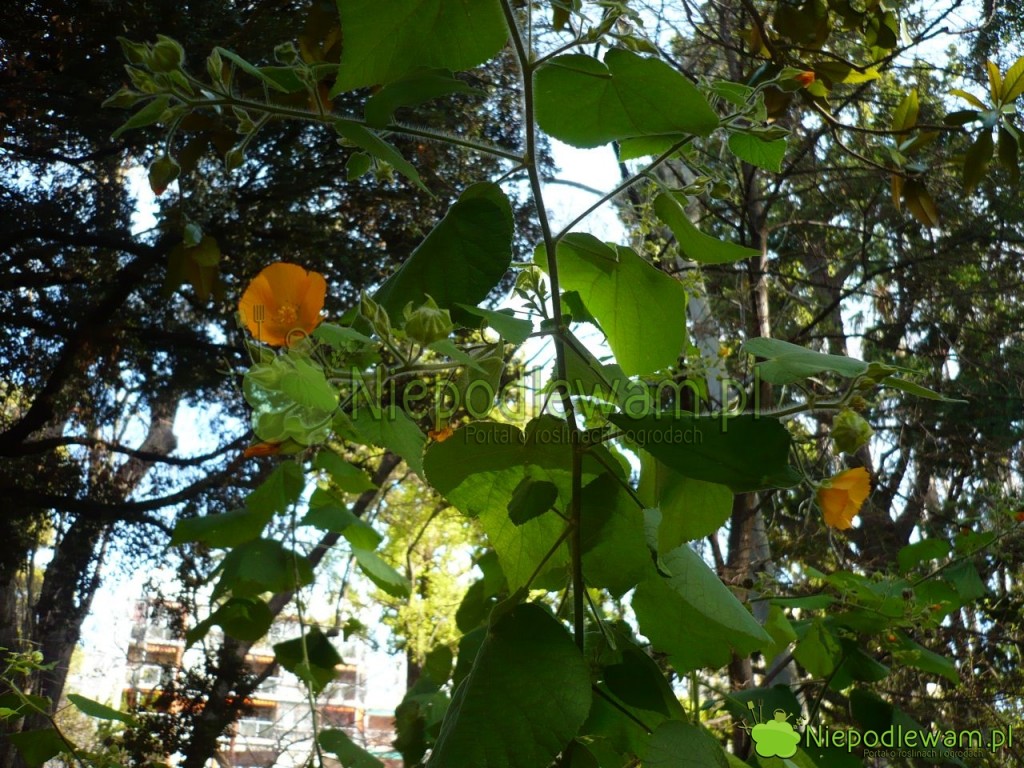 Na lato abutilon można wystawiać na zewnątrz. Fot. Niepodlewam