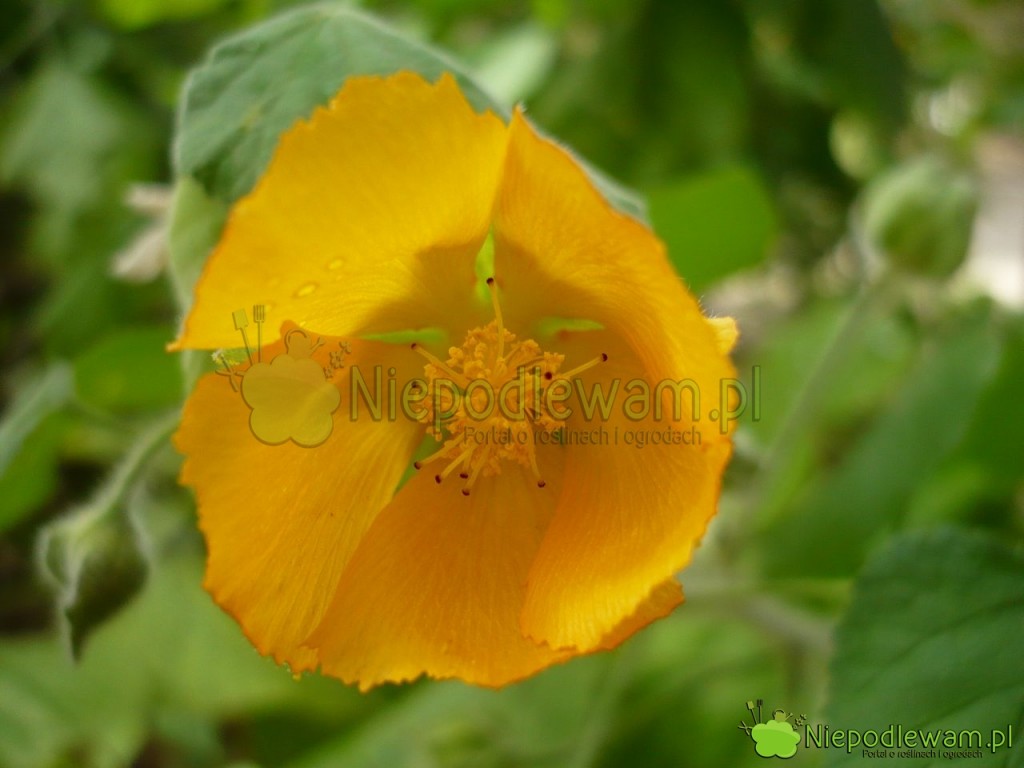Abutilon kwitnący na żółto. Fot. Niepodlewam
