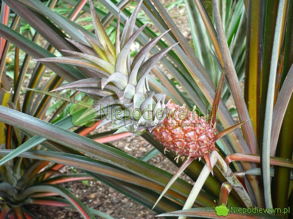 Owocujący ananas jadalny w szklarni. Fot. Niepodlewam