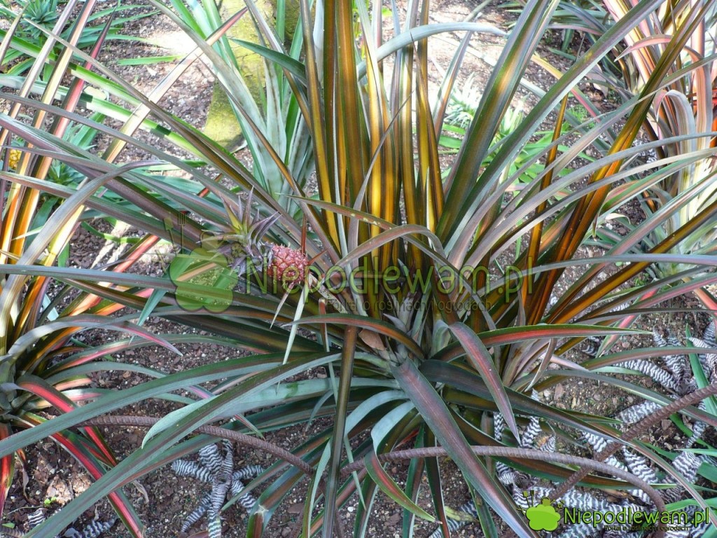 Stary, rozrośnięty ananas. ten ma liście pasiaste. Są też odmiany bardziej zielone. Fot. Niepodlewam