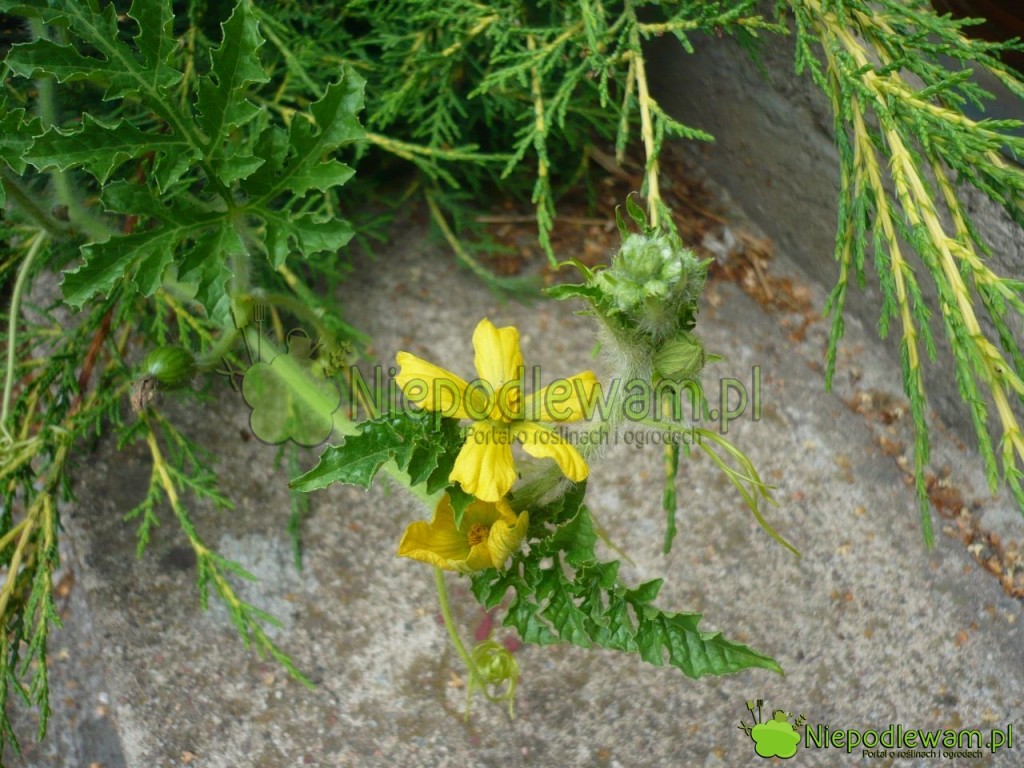 Kwiaty arbuza. Fot. Niepodlewam