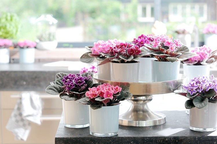 Fiołek afrykański kwitnie bardzo obficie i w wielu kolorach. Nadaje się m.in. do dekoracji stołów. Fot. Flower Council of Holland/thejoyofplants.co.uk