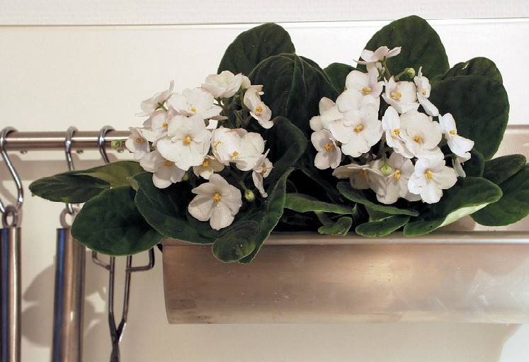 Fiołek afrykański dobrze rośnie i kwitnie nie tylko na parapecie. Fot. Flower Council of Holland/thejoyofplants.co.uk