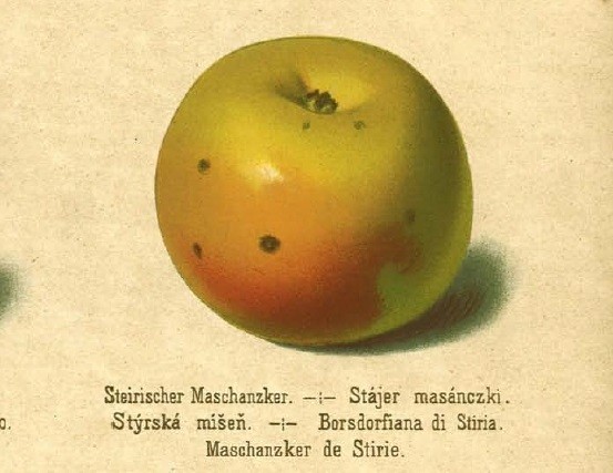 Jabłoń Bursztówka Styryjska – rysunek z książki „Oesterreichisch – ungarische Pomologie” Rudolfa Stolla z 1888 roku.