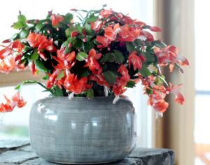 Kaktus bożonarodzeniowy jest znany pod wieloma nazwami, m.in. grudnik, szlumbergera, zygokatus. Fot. Flower Council of Holland/thejoyofplants.co.uk