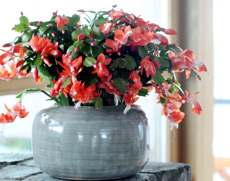 Kaktus bożonarodzeniowy jest znany pod wieloma nazwami, m.in. grudnik, szlumbergera, zygokatus. Fot. Flower Council of Holland/thejoyofplants.co.uk