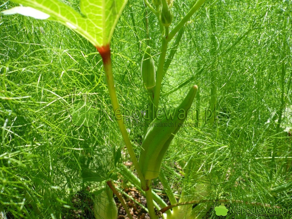 Okra i koper włoski lubią rosnąć obok siebie. Fot. Niepodlewam