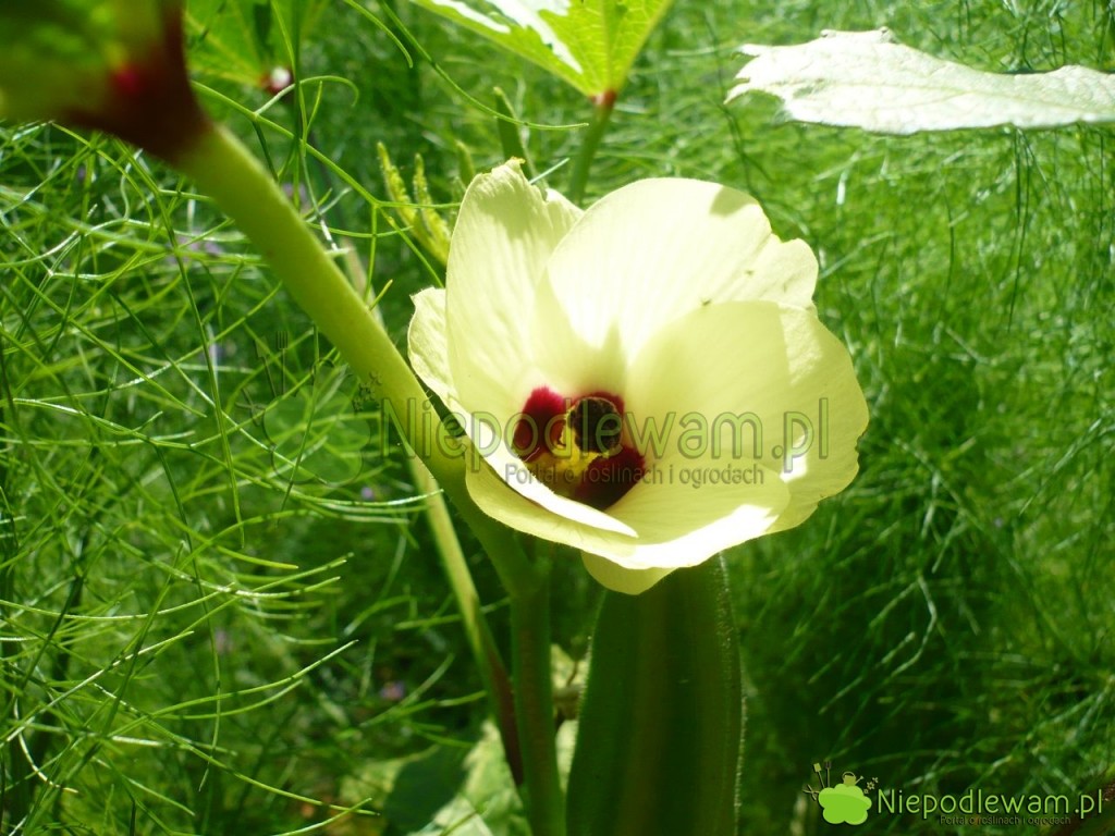 Kwiat okry jest podobny do malwy i ketmii (hibiskusa). Fot. Niepodlewam