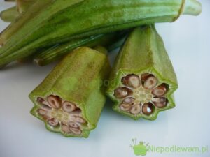 Okra to warzywo. Jej owoce przypominają duże strąki. Jej zapach i smak przypomina fasolkę. Fot. Niepodlewam